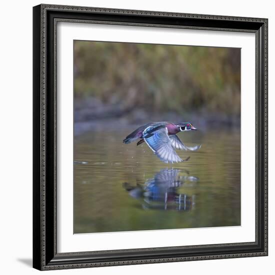 USA, Washington State. male Wood Duck, Aix Sponsa, flies over a marsh.-Gary Luhm-Framed Photographic Print