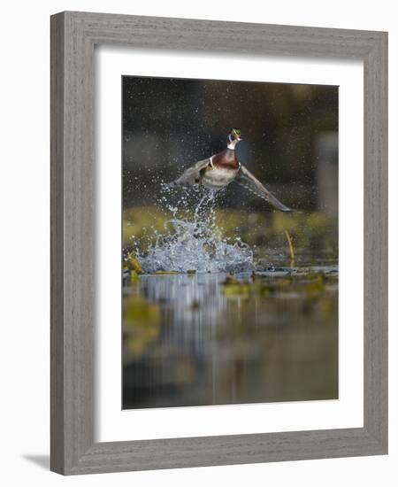 USA, Washington State. Male Wood Duck (Aix sponsa) flying from Union Bay in Seattle.-Gary Luhm-Framed Photographic Print