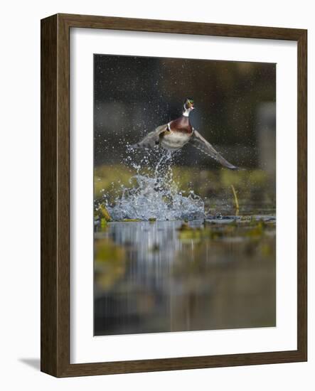 USA, Washington State. Male Wood Duck (Aix sponsa) flying from Union Bay in Seattle.-Gary Luhm-Framed Photographic Print