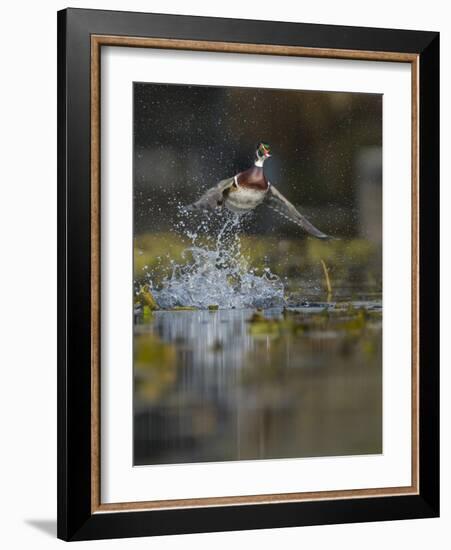 USA, Washington State. Male Wood Duck (Aix sponsa) flying from Union Bay in Seattle.-Gary Luhm-Framed Photographic Print