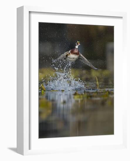 USA, Washington State. Male Wood Duck (Aix sponsa) flying from Union Bay in Seattle.-Gary Luhm-Framed Photographic Print