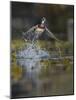 USA, Washington State. Male Wood Duck (Aix sponsa) flying from Union Bay in Seattle.-Gary Luhm-Mounted Photographic Print