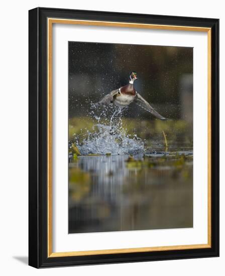 USA, Washington State. Male Wood Duck (Aix sponsa) flying from Union Bay in Seattle.-Gary Luhm-Framed Photographic Print