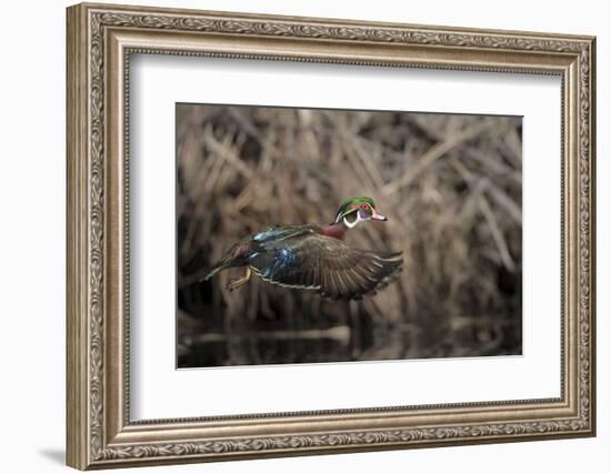 USA, Washington State. Male Wood Duck (Aix sponsa) flying from Union Bay in Seattle.-Gary Luhm-Framed Photographic Print