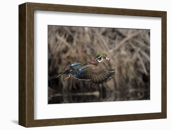 USA, Washington State. Male Wood Duck (Aix sponsa) flying from Union Bay in Seattle.-Gary Luhm-Framed Photographic Print
