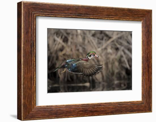 USA, Washington State. Male Wood Duck (Aix sponsa) flying from Union Bay in Seattle.-Gary Luhm-Framed Photographic Print