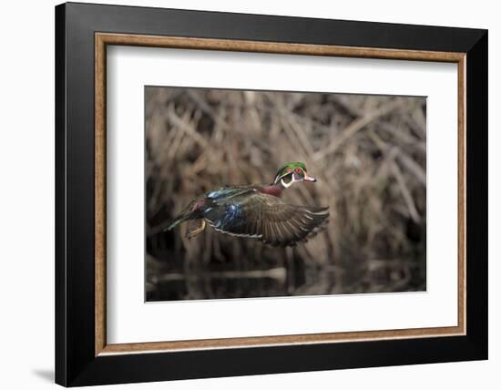 USA, Washington State. Male Wood Duck (Aix sponsa) flying from Union Bay in Seattle.-Gary Luhm-Framed Photographic Print