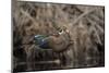 USA, Washington State. Male Wood Duck (Aix sponsa) flying from Union Bay in Seattle.-Gary Luhm-Mounted Photographic Print