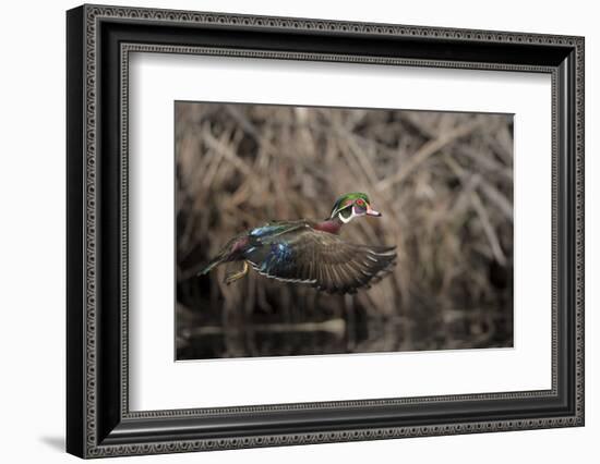 USA, Washington State. Male Wood Duck (Aix sponsa) flying from Union Bay in Seattle.-Gary Luhm-Framed Photographic Print