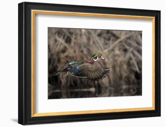 USA, Washington State. Male Wood Duck (Aix sponsa) flying from Union Bay in Seattle.-Gary Luhm-Framed Photographic Print