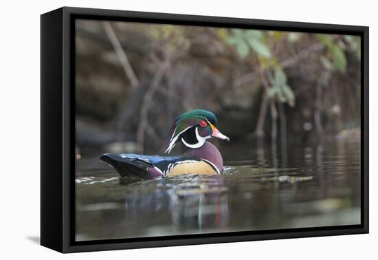 USA, Washington State. Male Wood Duck (Aix sponsa) on a pond in Seattle.-Gary Luhm-Framed Premier Image Canvas