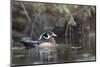 USA, Washington State. Male Wood Duck (Aix sponsa) on a pond in Seattle.-Gary Luhm-Mounted Photographic Print