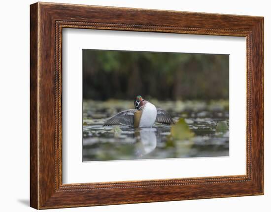 USA, Washington State. Male Wood Duck (Aix sponsa) stretches its wings on Union Bay in Seattle.-Gary Luhm-Framed Photographic Print