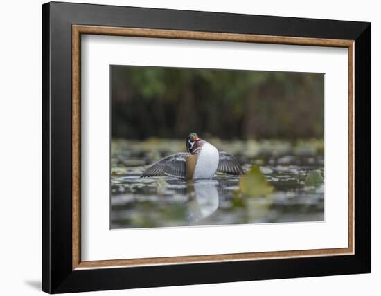 USA, Washington State. Male Wood Duck (Aix sponsa) stretches its wings on Union Bay in Seattle.-Gary Luhm-Framed Photographic Print