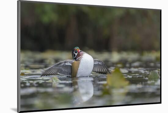 USA, Washington State. Male Wood Duck (Aix sponsa) stretches its wings on Union Bay in Seattle.-Gary Luhm-Mounted Photographic Print