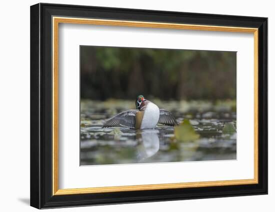 USA, Washington State. Male Wood Duck (Aix sponsa) stretches its wings on Union Bay in Seattle.-Gary Luhm-Framed Photographic Print