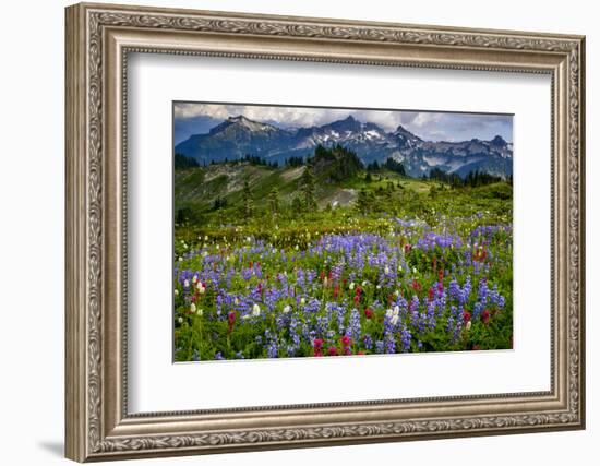 USA, Washington State, Mount Rainier NP. Wildflowers carpet edge of Paradise hiking trail.-Yuri Choufour-Framed Photographic Print