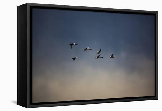 USA, Washington State, Mount Vernon. Canadian snow geese.-Jolly Sienda-Framed Premier Image Canvas