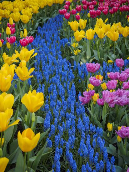 Usa Washington State Mount Vernon Display Garden At Skagit Valley Tulip Festival Photographic Print Merrill Images Art Com Usa Washington State Mount Vernon Display Garden At Skagit Valley Tulip Festival Photographic Print Merrill Images Art Com