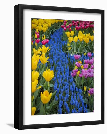 Usa, Washington State, Mount Vernon. Display garden at Skagit Valley Tulip Festival-Merrill Images-Framed Photographic Print