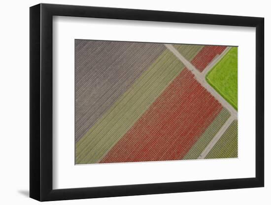 USA, Washington State, Mount Vernon, rows of color at tulip farm.-Merrill Images-Framed Photographic Print