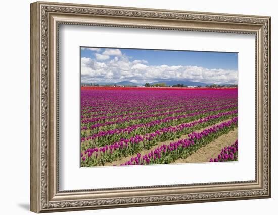 USA, Washington State, Mount Vernon, tulip fields bloom-Emily Wilson-Framed Photographic Print