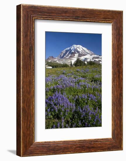 USA, Washington State, Mt. Rainier National Park, Spray Park, Lupine meadows-Charles Gurche-Framed Photographic Print