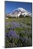 USA, Washington State, Mt. Rainier National Park, Spray Park, Lupine meadows-Charles Gurche-Mounted Photographic Print