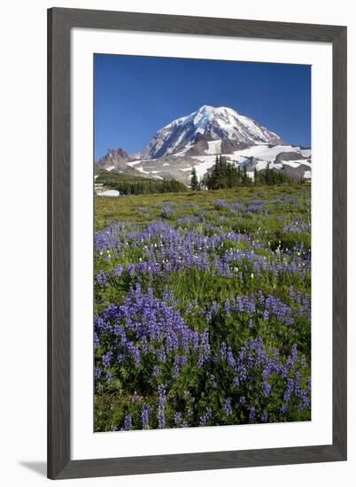 USA, Washington State, Mt. Rainier National Park, Spray Park, Lupine meadows-Charles Gurche-Framed Photographic Print