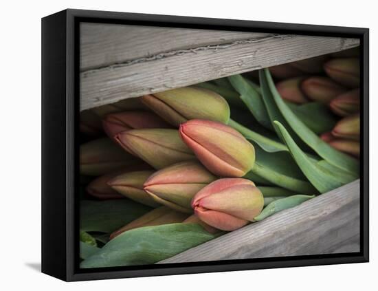 Usa, Washington State, Mt. Vernon. Cut red tulips in wood crate at Skagit Valley Tulip Festival-Merrill Images-Framed Premier Image Canvas