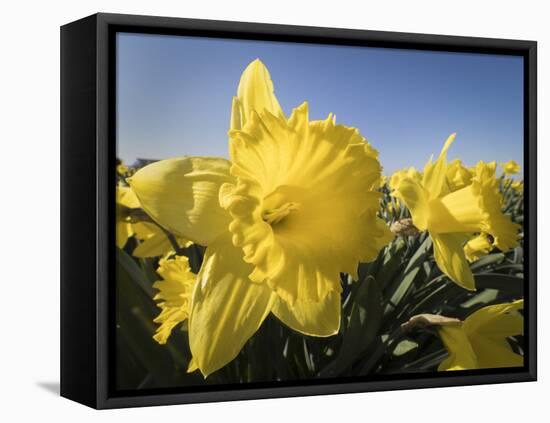 Usa, Washington State, Mt. Vernon. Daffodils in field of flower farm./n-Merrill Images-Framed Premier Image Canvas