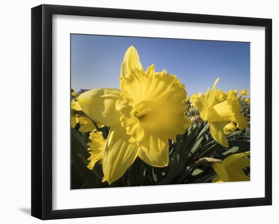 Usa, Washington State, Mt. Vernon. Daffodils in field of flower farm./n-Merrill Images-Framed Photographic Print