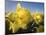 Usa, Washington State, Mt. Vernon. Daffodils in field of flower farm./n-Merrill Images-Mounted Photographic Print