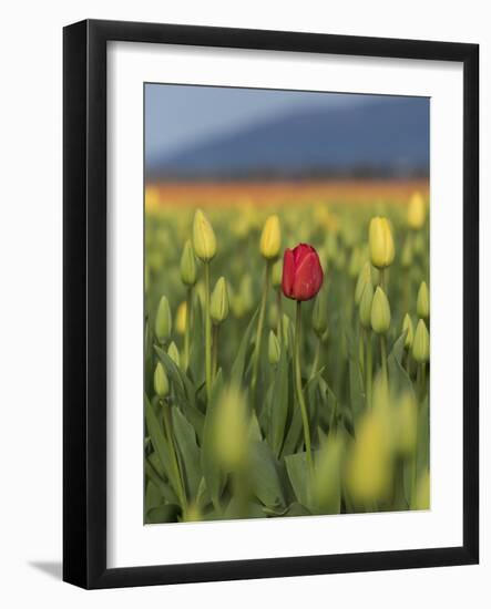 USA, Washington State, Mt. Vernon. One red tulip in a field of yellow-Merrill Images-Framed Photographic Print