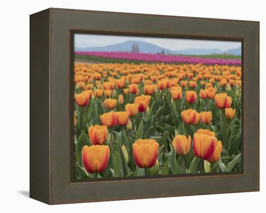 USA, Washington State, Mt. Vernon. Orange and pink tulip fields at Skagit Valley Tulip Festival.-Merrill Images-Framed Premier Image Canvas