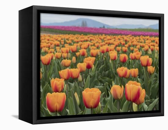 USA, Washington State, Mt. Vernon. Orange and pink tulip fields at Skagit Valley Tulip Festival.-Merrill Images-Framed Premier Image Canvas