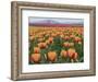 USA, Washington State, Mt. Vernon. Orange and pink tulip fields at Skagit Valley Tulip Festival.-Merrill Images-Framed Photographic Print