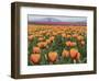 USA, Washington State, Mt. Vernon. Orange and pink tulip fields at Skagit Valley Tulip Festival.-Merrill Images-Framed Photographic Print
