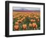 USA, Washington State, Mt. Vernon. Orange and pink tulip fields at Skagit Valley Tulip Festival.-Merrill Images-Framed Photographic Print