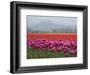 USA, Washington State, Mt. Vernon. Pink, red and orange tulip fields-Merrill Images-Framed Photographic Print