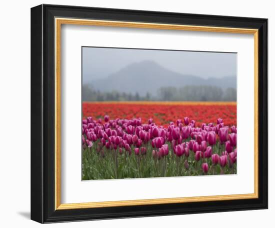 USA, Washington State, Mt. Vernon. Pink, red and orange tulip fields-Merrill Images-Framed Photographic Print