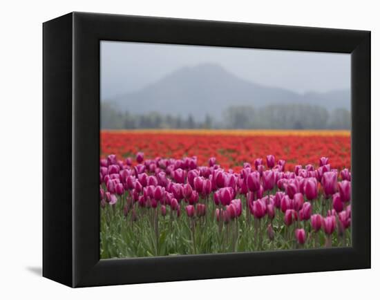 USA, Washington State, Mt. Vernon. Pink, red and orange tulip fields-Merrill Images-Framed Premier Image Canvas