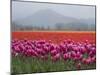 USA, Washington State, Mt. Vernon. Pink, red and orange tulip fields-Merrill Images-Mounted Photographic Print