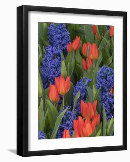 USA, Washington State, Mt. Vernon. Purple hyacinths and red tulips in display garden-Merrill Images-Framed Photographic Print