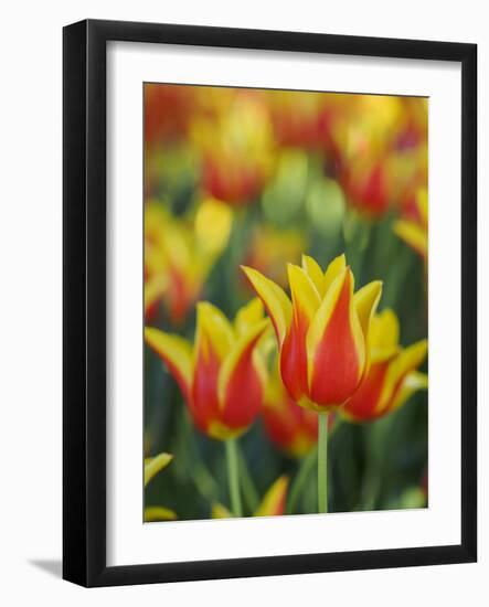 Usa, Washington State, Mt. Vernon. Red and yellow tulips in display garden-Merrill Images-Framed Photographic Print