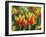 USA, Washington State, Mt. Vernon. Red and yellow tulips in display garden-Merrill Images-Framed Photographic Print