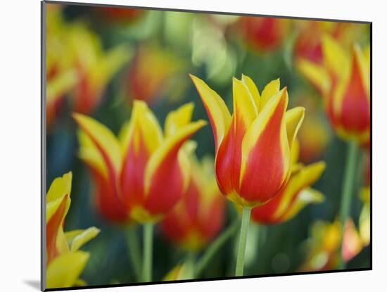 USA, Washington State, Mt. Vernon. Red and yellow tulips in display garden-Merrill Images-Mounted Photographic Print