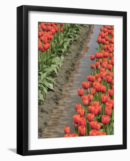 USA, Washington State, Mt. Vernon. Row of red tulips and reflection in ditch-Merrill Images-Framed Photographic Print