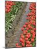 USA, Washington State, Mt. Vernon. Row of red tulips and reflection in ditch-Merrill Images-Mounted Photographic Print