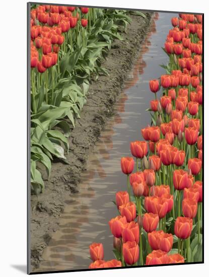 USA, Washington State, Mt. Vernon. Row of red tulips and reflection in ditch-Merrill Images-Mounted Photographic Print